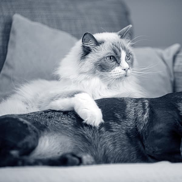 Een kat liggend op een bank naast een hond.