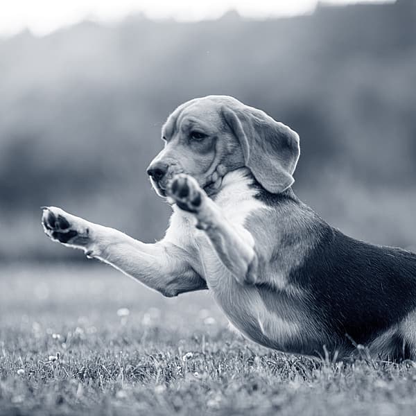 Een hond die in het gras springt.