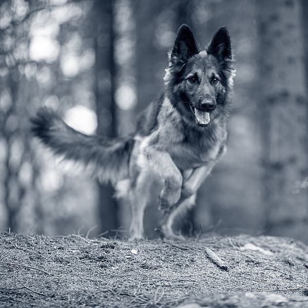 Hond loopt in het bos