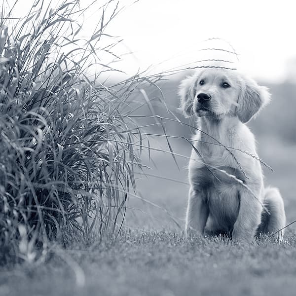 Puppy zit op het gras