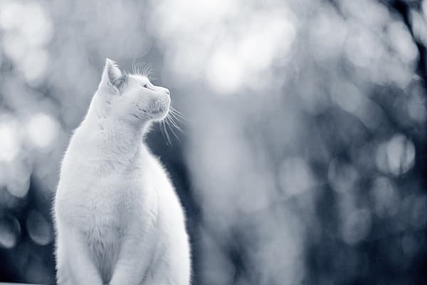 Een witte kat die omhoog kijkt.