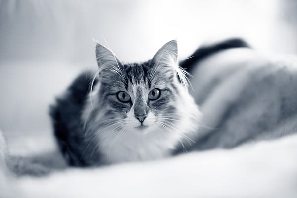 Een kat liggend op een deken.