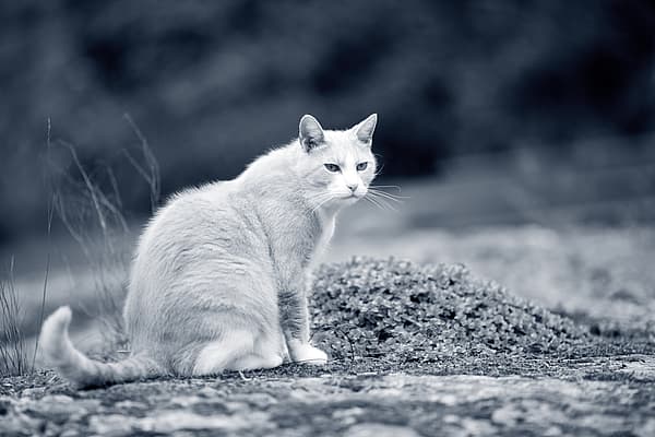 Oude kat zit buiten
