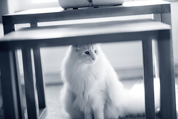Een kat die onder een tafel zit.
