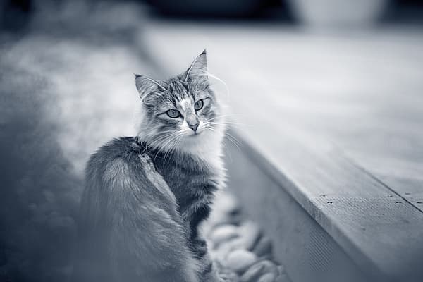 Een kat zittend op een houten dek.