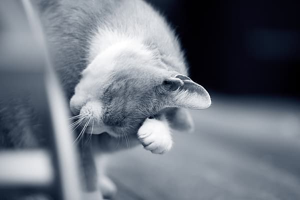 Kat wast zich