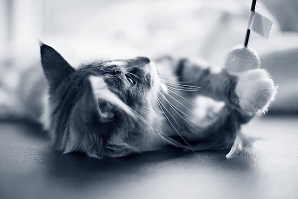 Een kat die op de grond ligt.