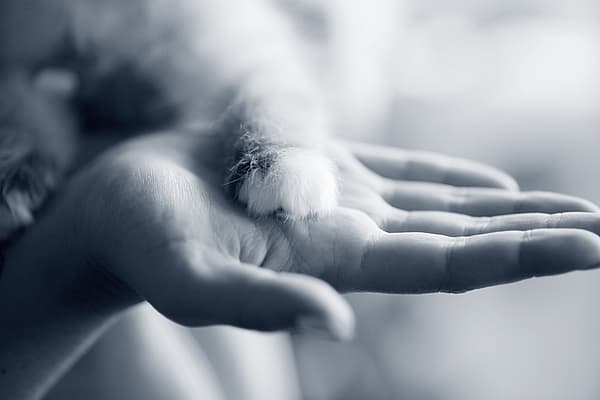 Een hand met een pluizige staart.