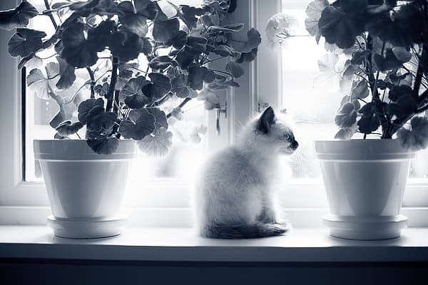Kat tussen twee bloempotten