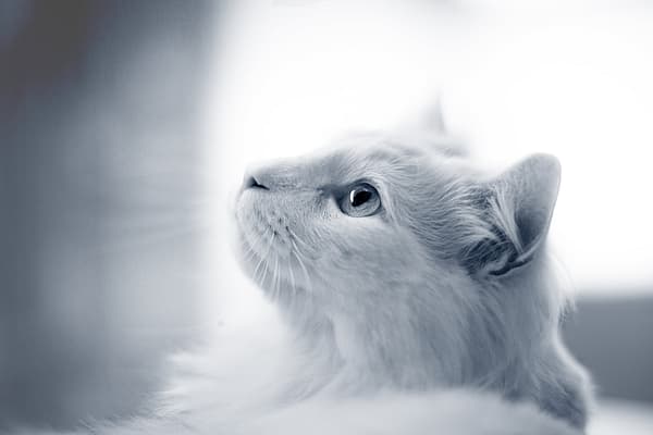 Een witte kat die omhoog kijkt.
