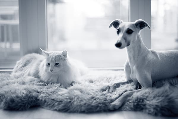 Hond en kat liggen samen op matje