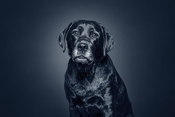 Een zwarte hond met een blauwe achtergrond.