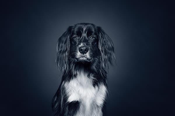 Een zwart-witte hond.