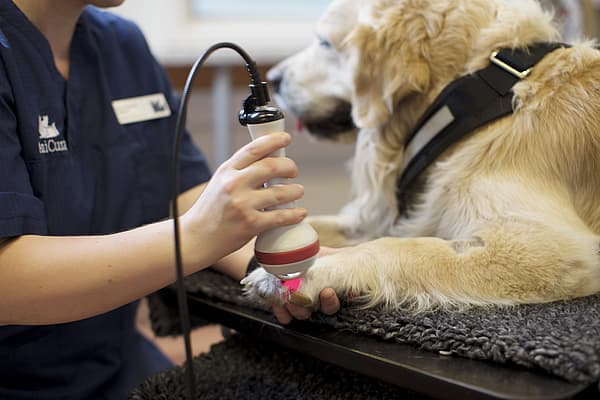 Lasertherapie bij een grote hond