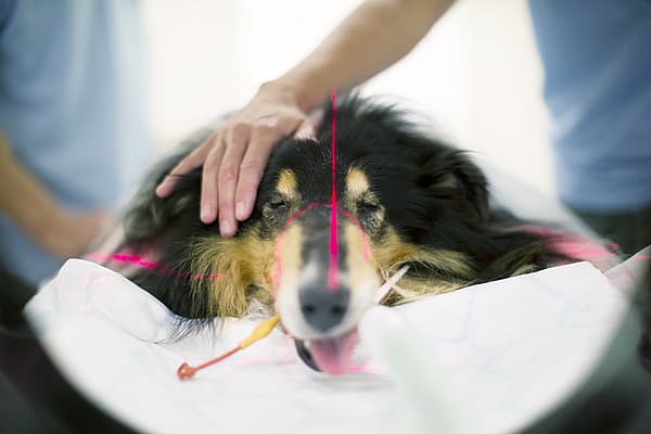 Hond ligt neer voor CT-scan