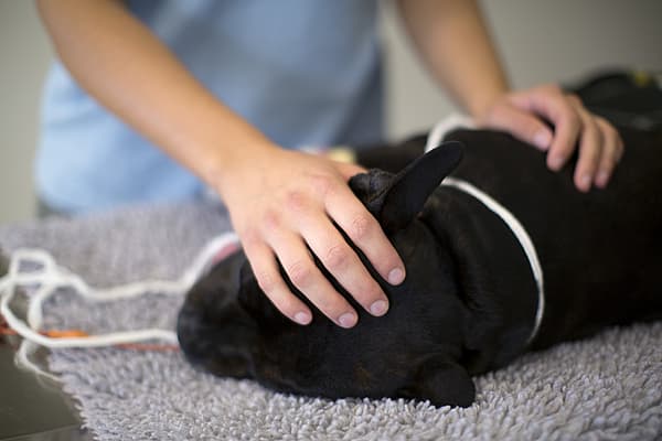Hond ligt op de operatietafel
