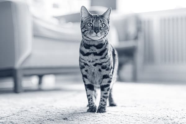 Artroscopie kat