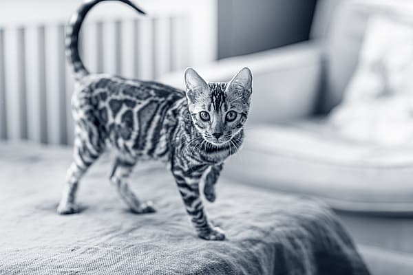 Een kat die zich op een deken bevindt.