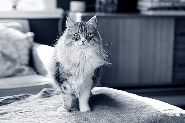 Een kat die zich op een deken bevindt.