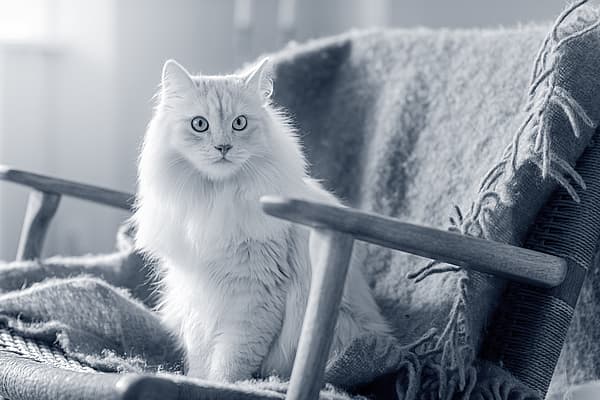 Een kat zittend op een stoel.