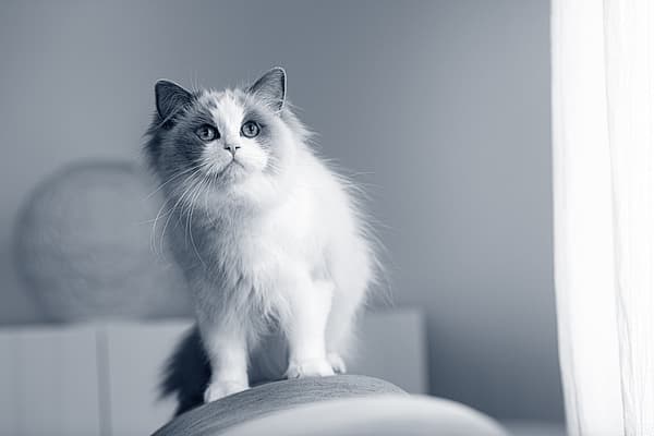 Een kat die zich op een stoel bevindt.