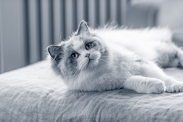 Een kat liggend op een bed.