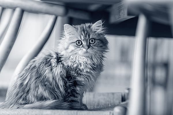 Een kat zittend op een stoel.