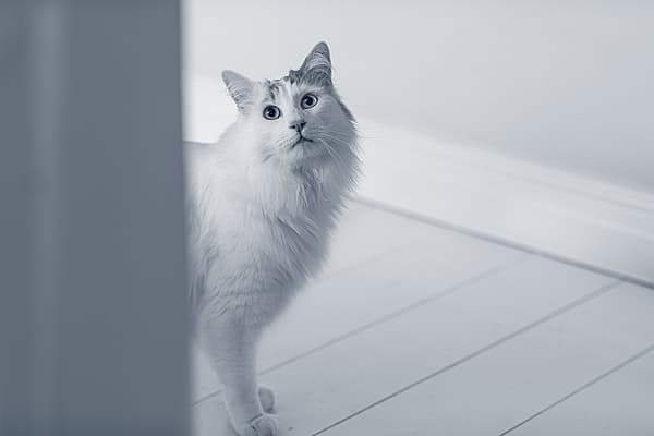 Een kat die zich op een houten vloer bevindt.