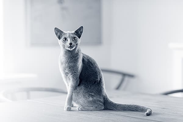 Een kat zittend op een tafel.