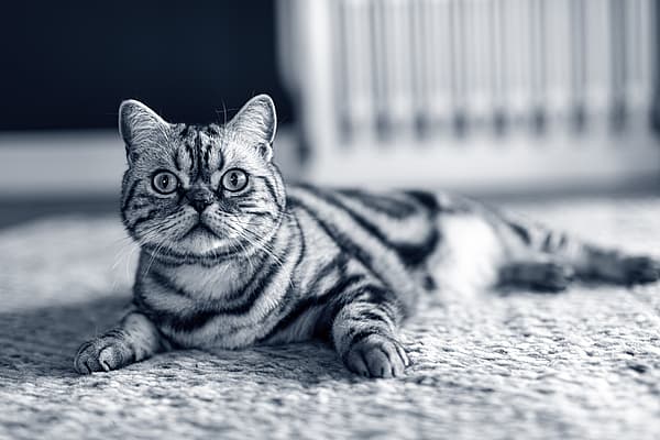 Een kat die op de grond ligt.