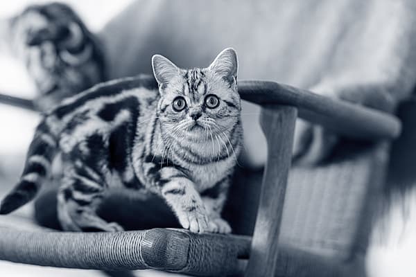 Kitten op stoel