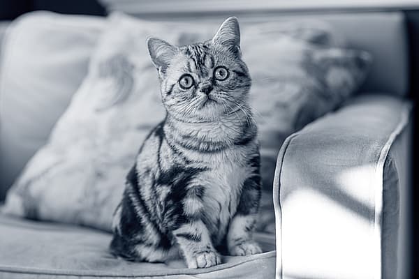 Nieuwsgierige kat op zetel