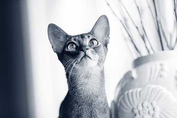 Kat kijkt gefocust