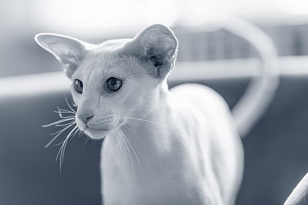 Een kat die de camera bekijkt.