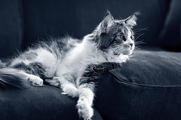 Relaxed kat