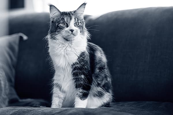 Een kat zittend op een bank.