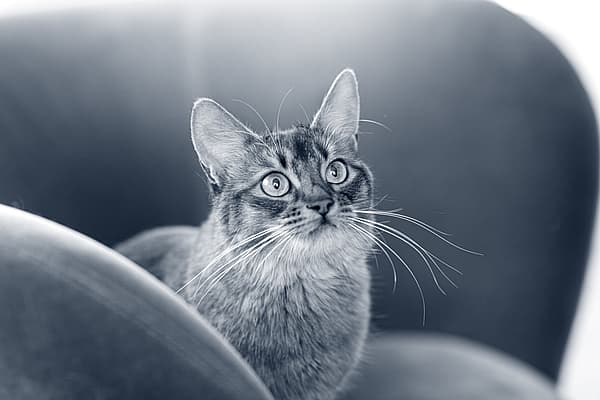 Een kat die omhoog naar de camera kijkt.