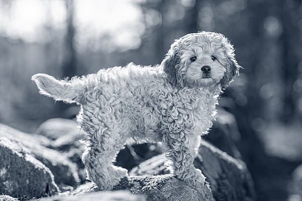 Een hond die zich op een rots bevindt.
