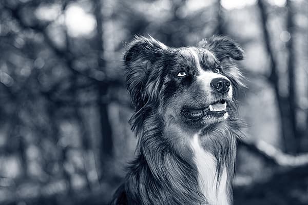Hond in het bos