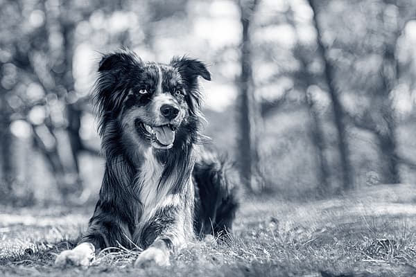 Hond rust op het gras