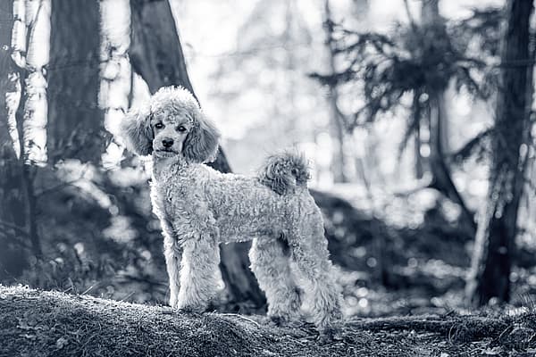 Hond in het bos