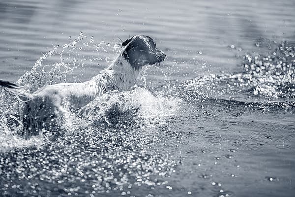 Hond speelt in het water