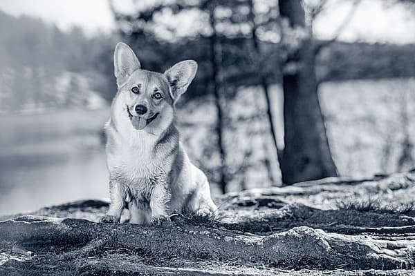 Een hond zittend op een rots.
