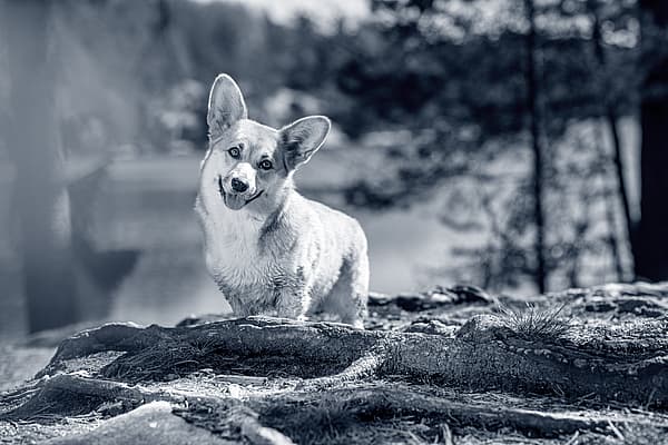 Happy looking dog