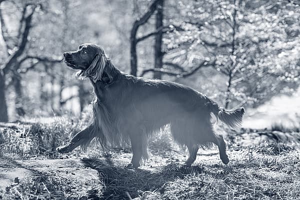 Een hond die in het bos loopt.