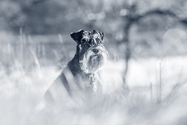Een hond die in lang gras zit.