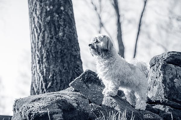 Een hond die zich op rotsen bevindt.