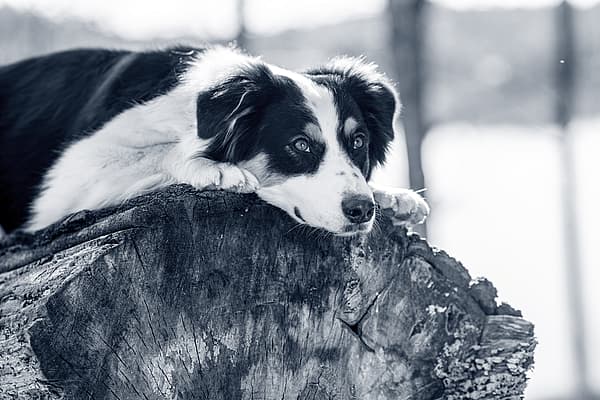 Een hond liggend op een boomstronk.