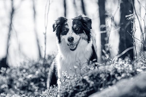 Hond in het bos