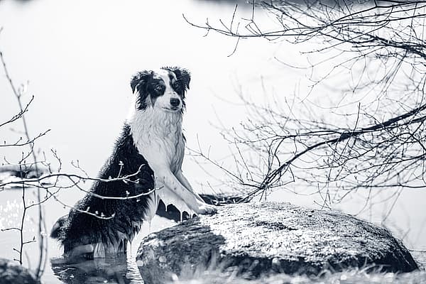 Een hond die zich op een rots in het water bevindt.